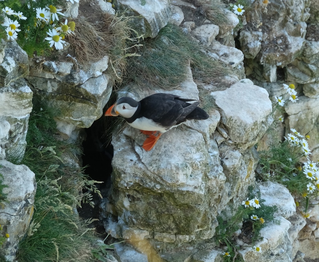 A puffin investigates its burrow in a hole in the chalk cliff.