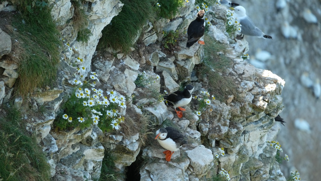 Three puffins perch on the white chalk cliff at Bempton. To their right is a kittiwake. 