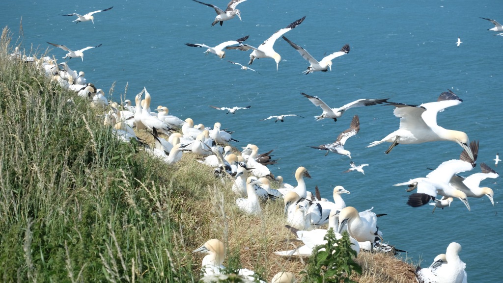 Many gannets sitting in the grass on top of the cliffs at Bempton, while others fly overhead
